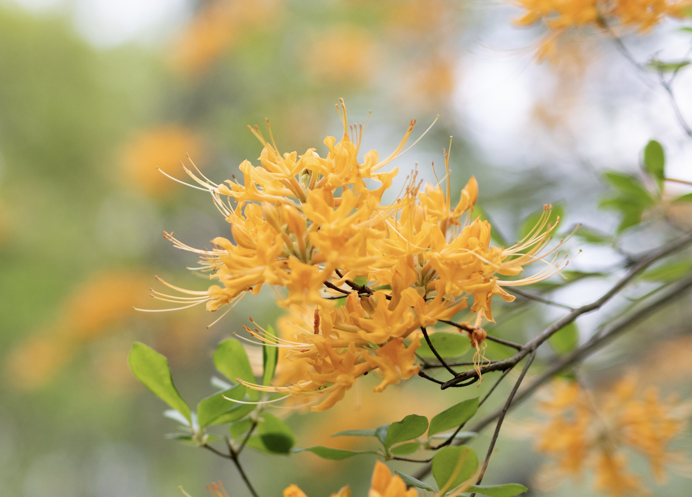 Florida Flame Azalea — Reflection Riding | Chattanooga nature